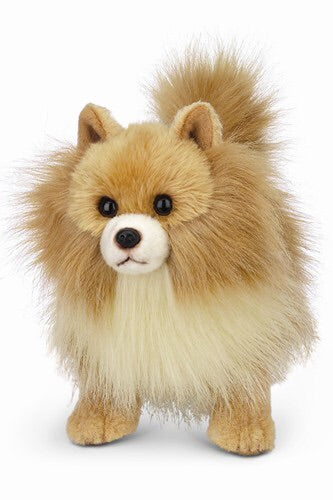 Rudy the Pomeranian